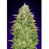 Critical Poison Fast 00 Seeds