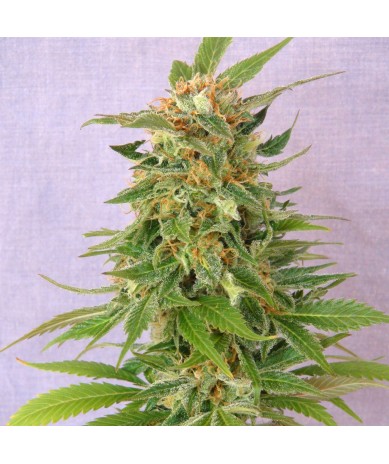 Ginger Punch Auto Kannabia Seeds