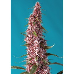Red Pure Auto CBD® semillas autoflorecientes CBD flor roja Sweet Seeds