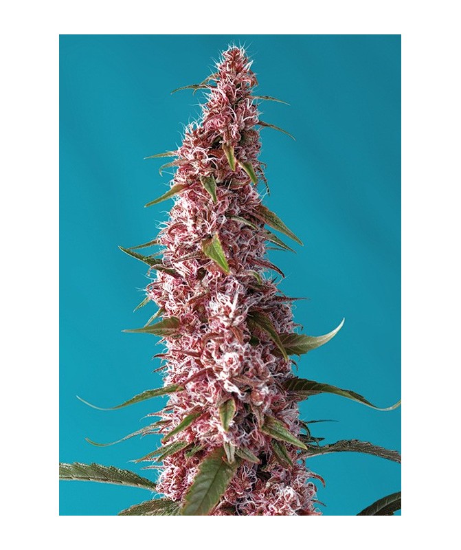 Red Pure Auto CBD® semillas autoflorecientes CBD flor roja Sweet Seeds Red Pure Auto CBD® semillas autoflorecientes CBD flor roja Sweet Seeds