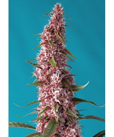 Red Pure Auto CBD® semillas autoflorecientes CBD flor roja Sweet Seeds