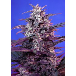 Semillas Bloody Skunk Auto Sweet Seeds autoflorecientes de flor roja