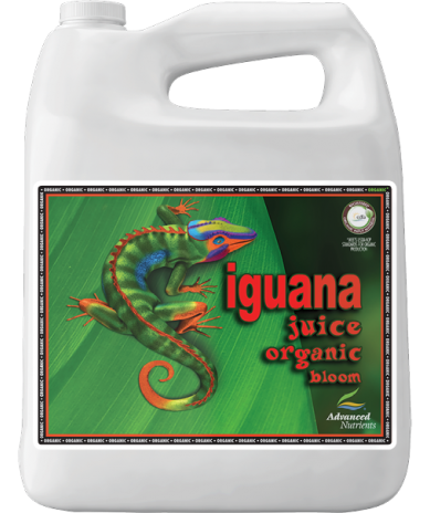 Iguana Juice Bloom