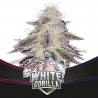 White Gorilla BSF Seeds