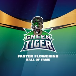 Green Tiger BSF Seeds