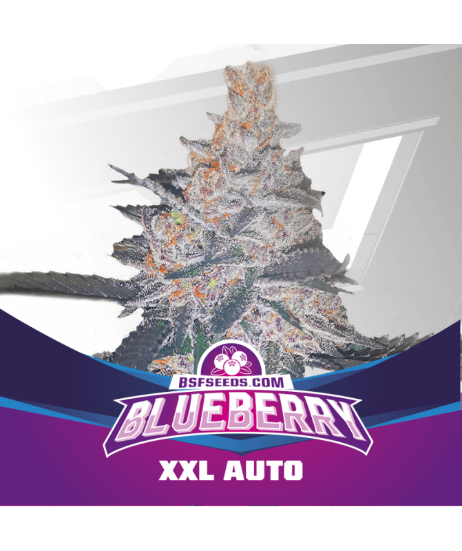 Blueberry XXL Auto BSF Seeds