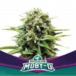 Moby-D BSF Seeds