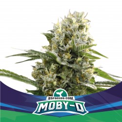 Moby-D Auto XXL BSF Seeds