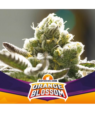 Orange Blossom BSF Seeds