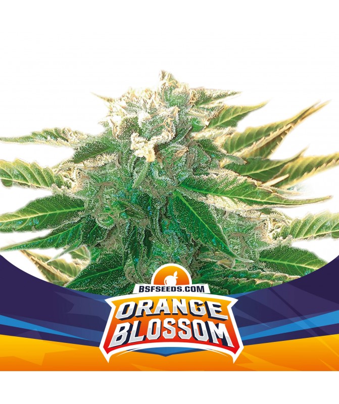 Orange Blossom Auto XXL BSF Seeds