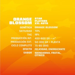 Característcias Orange Blossom Auto XXL BSF Seeds