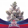 Red Critical Auto BSF Seeds