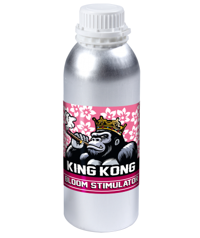 Bloom Stimulator King Kong