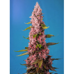 Semillas Sweet Seeds Red Hot Cookies feminizadas fotodependientes flor roja THC 25%