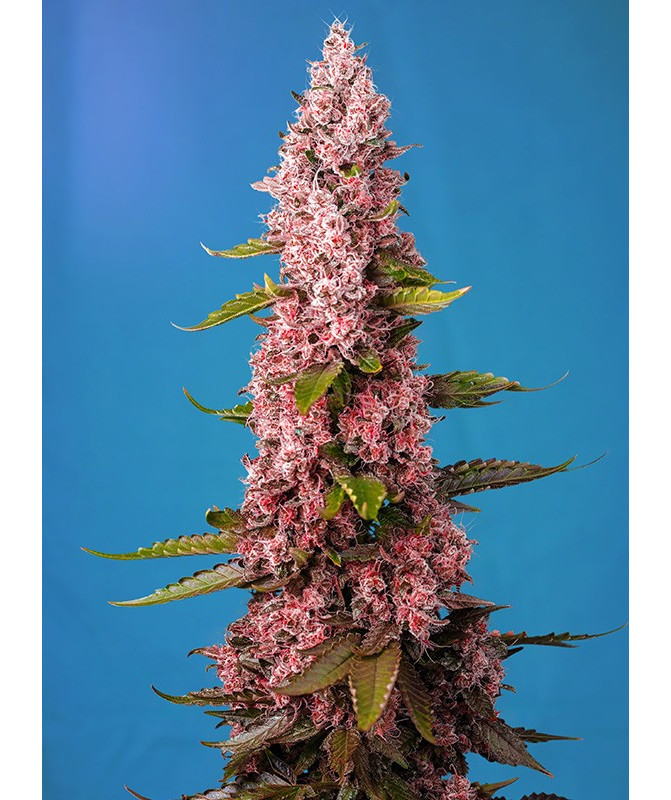 Semillas Sweet Seeds Red Hot Cookies feminizadas fotodependientes flor roja THC 25% Semillas Sweet Seeds Red Hot Cookies feminizadas fotodependientes flor roja THC 25%