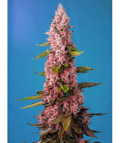 Semillas Sweet Seeds Red Hot Cookies feminizadas fotodependientes flor roja THC 25%