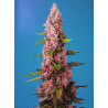 Semillas Sweet Seeds Red Hot Cookies feminizadas fotodependientes flor roja THC 25%