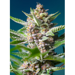 Semillas Sweet Seeds Purple Punch OG feminizadas 80% índica sabor limón especias
