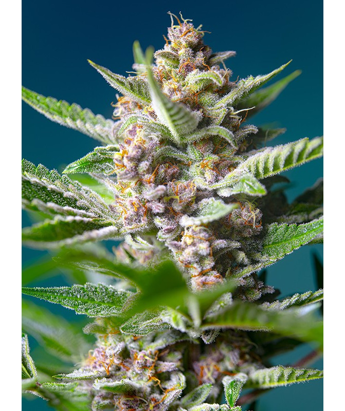Semillas Sweet Seeds Purple Punch OG feminizadas 80% índica sabor limón especias Semillas Sweet Seeds Purple Punch OG feminizadas 80% índica sabor limón especias