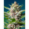 Semillas Sweet Seeds Purple Punch OG feminizadas 80% índica sabor limón especias