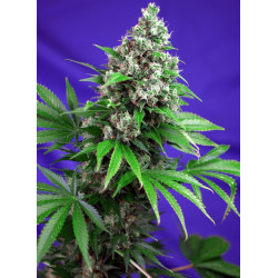 Semillas Sweet Seeds Killer Kush F1 Fast Version feminizadas rápida 80% índica sabor diesel cítrico