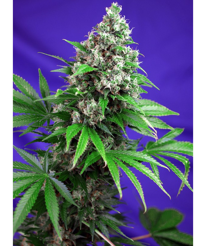 Semillas Sweet Seeds Killer Kush F1 Fast Version feminizadas rápida 80% índica sabor diesel cítrico