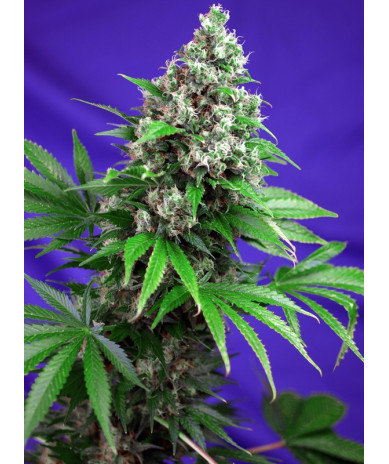 Semillas Sweet Seeds Killer Kush F1 Fast Version feminizadas rápida 80% índica sabor diesel cítrico