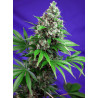 Semillas Sweet Seeds Killer Kush F1 Fast Version feminizadas rápida 80% índica sabor diesel cítrico