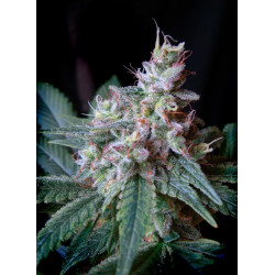 Semillas Cream Caramel F1 Fast Version Sweet Seeds feminizadas 90% índica