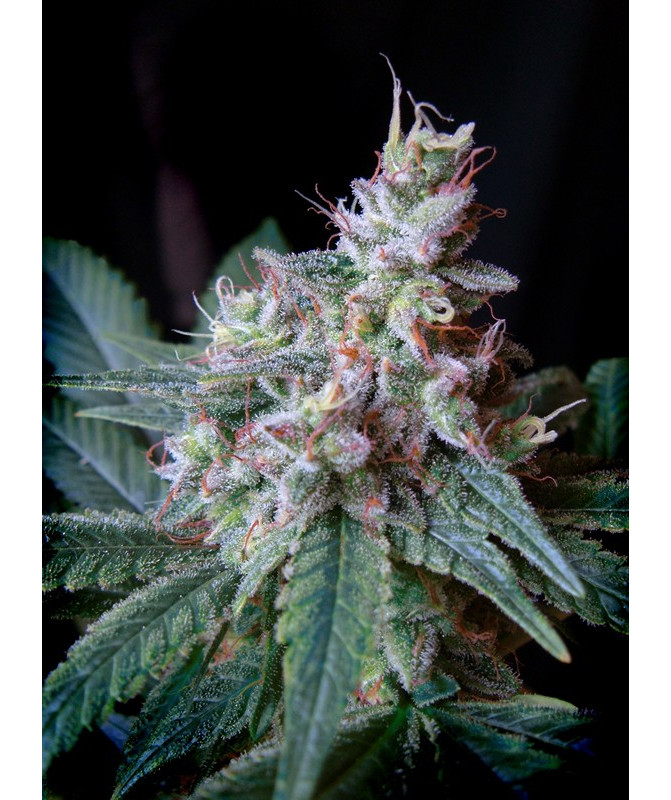 Semillas Cream Caramel F1 Fast Version Sweet Seeds feminizadas 90% índica