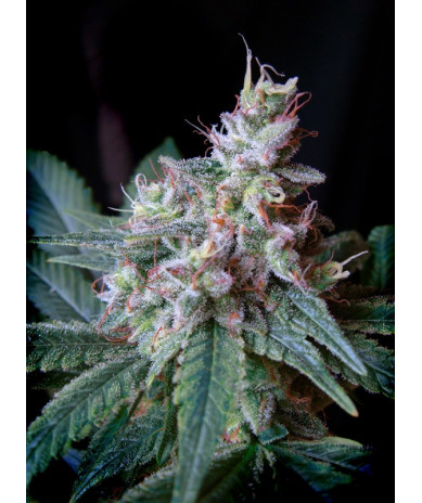 Semillas Cream Caramel F1 Fast Version Sweet Seeds feminizadas 90% índica
