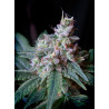 Semillas Cream Caramel F1 Fast Version Sweet Seeds feminizadas 90% índica