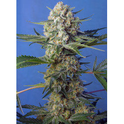 Semillas Crystal Candy F1 Fast Version Sweet Seeds feminizadas 60% índica 40% sativa