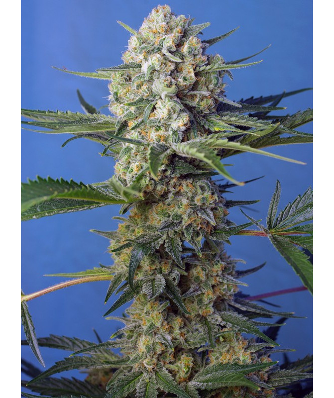 Semillas Crystal Candy F1 Fast Version Sweet Seeds feminizadas 60% índica 40% sativa Semillas Crystal Candy F1 Fast Version Sweet Seeds feminizadas 60% índica 40% sativa