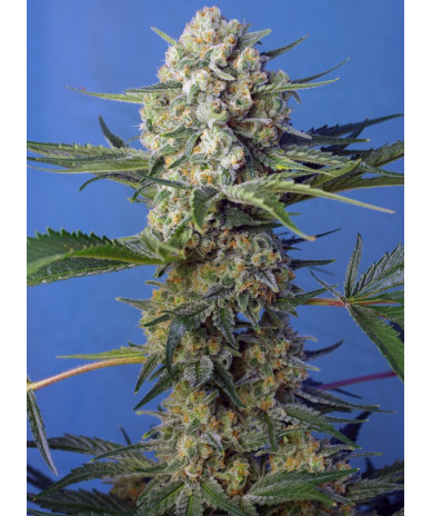 Semillas Crystal Candy F1 Fast Version Sweet Seeds feminizadas 60% índica 40% sativa