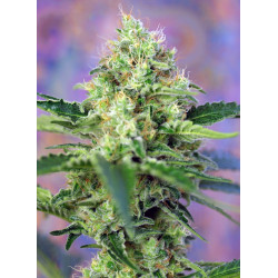 Semillas Crystal Candy Sweet Seeds feminizadas 60% índica 40% sativa