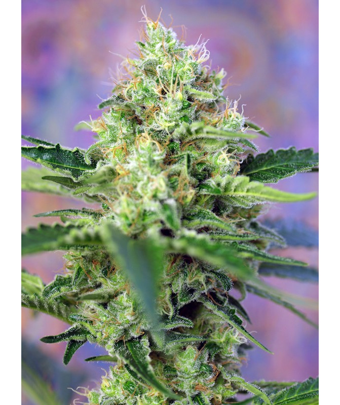 Semillas Crystal Candy Sweet Seeds feminizadas 60% índica 40% sativa Semillas Crystal Candy Sweet Seeds feminizadas 60% índica 40% sativa