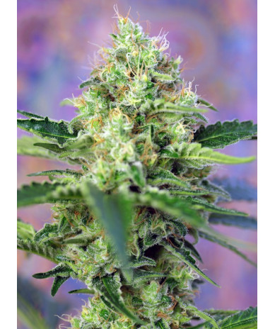 Semillas Crystal Candy Sweet Seeds feminizadas 60% índica 40% sativa