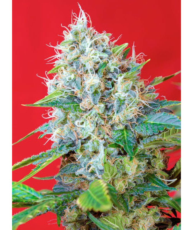 Semillas Green Poison Sweet Seeds feminizadas 70% índica 30% sativa Semillas Green Poison Sweet Seeds feminizadas 70% índica 30% sativa