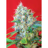 Semillas Green Poison Sweet Seeds feminizadas 70% índica 30% sativa