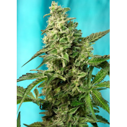Semillas Green Poison F1 Fast Version® Sweet Seeds 70% índica 30% sativa
