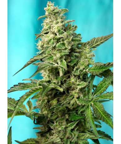 Semillas Green Poison F1 Fast Version® Sweet Seeds 70% índica 30% sativa