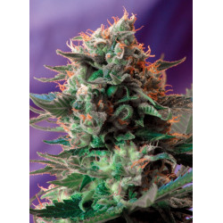 Semillas Jack 47® Sweet Seeds fotodependientes 25% Índica 75% Sativa