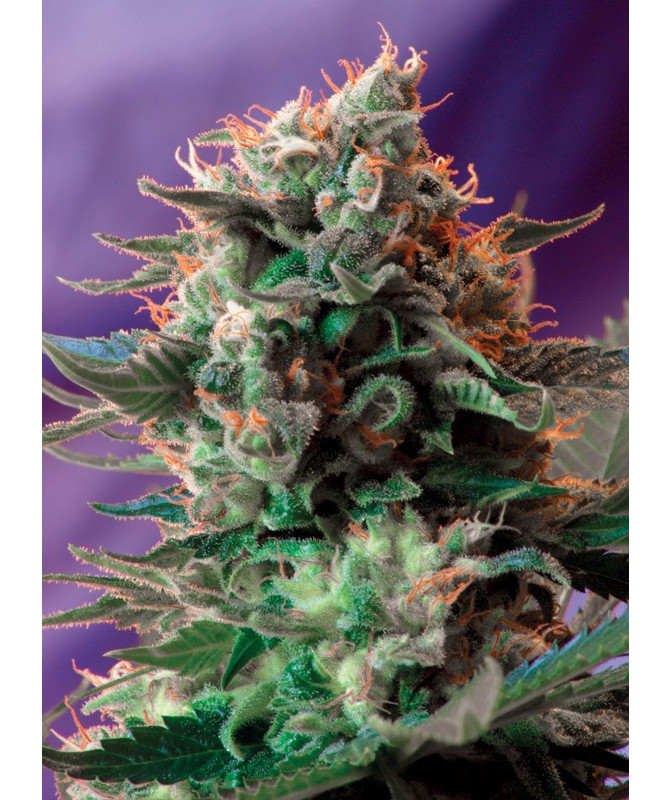 Semillas Jack 47® Sweet Seeds fotodependientes 25% Índica 75% Sativa Semillas Jack 47® Sweet Seeds fotodependientes 25% Índica 75% Sativa