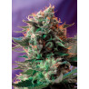 Semillas Jack 47® Sweet Seeds fotodependientes 25% Índica 75% Sativa