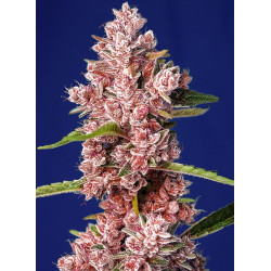 Semillas Tropicanna Poison F1 Fast Version® Sweet Seeds flor roja fotodependiente