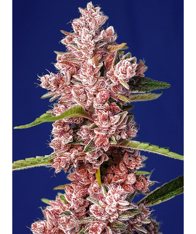 Semillas Tropicanna Poison F1 Fast Version® Sweet Seeds flor roja fotodependiente Semillas Tropicanna Poison F1 Fast Version® Sweet Seeds flor roja fotodependiente