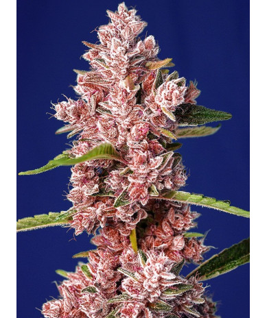 Semillas Tropicanna Poison F1 Fast Version® Sweet Seeds flor roja fotodependiente