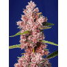 Semillas Tropicanna Poison F1 Fast Version® Sweet Seeds flor roja fotodependiente