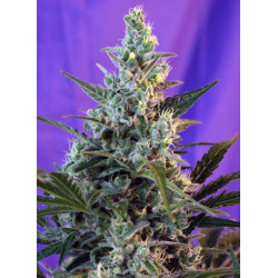 Sweet Skunk F1 Fast Version - Semillas de marihuana fotodependientes de floración rápida